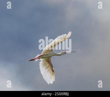 Afrikanischer Löffelschnabel (Platalea alba) im Flug Stockfoto