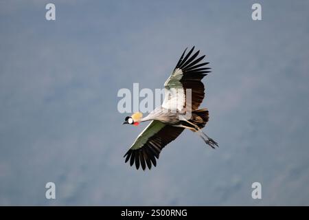 Gekrönter Krane (Balearica regulorum) im Flug Stockfoto