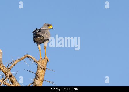 Östliche (blassende) Goshawk (Melierax poliopterus) oder Somali-Changing Goshawk (Somali Changing Goshawk) Stockfoto