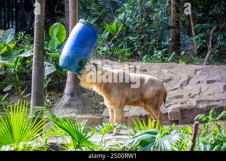 Ein Golden Takin im Guangzhou Chimelong Safari Park China nimmt das Essen aus einem Container. Es ist eine gefährdete Ziegenantilope Stockfoto