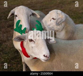 Drei Katahdin-Schafe zusammen auf einem Grasfeld im Winter mit einem Rentier-Geweih-Stirnband, das zu Weihnachten grün und rot ist. Stockfoto