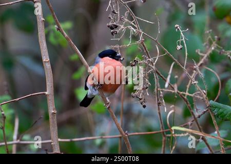 Männliche Bullfinch-Pyrrhula-Pyrrhula-Fütterung. Winter Stockfoto