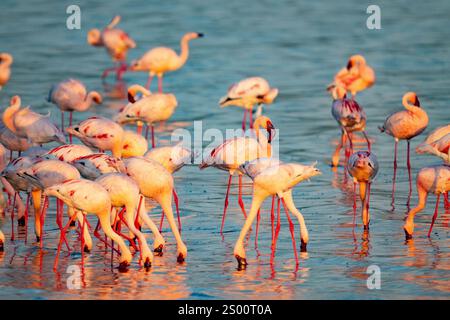 Rosaflamingos (Phoenicopterus Roseus) Stockfoto