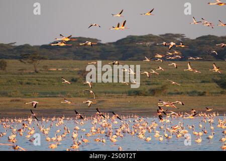 Große Flamingos (Phoenicopterus roseus) fliegen mit anderen Flamingos über einen See Stockfoto