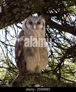 Uhu Verreaux (Bubo lacteus) Stockfoto