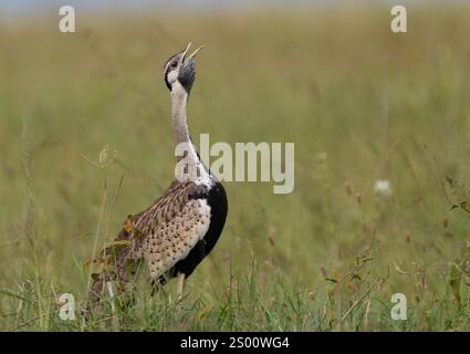 Schwarzbauchtrappe (Lissotis melanogaster) ruft Stockfoto