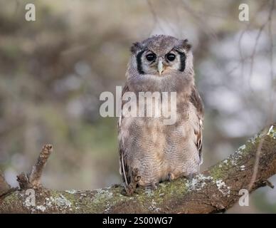 Uhu Verreaux (Bubo lacteus) Stockfoto