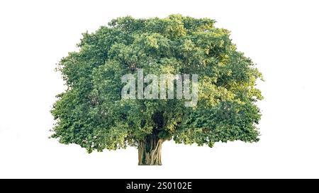 Ausschneiden aus Baum auf weißem Hintergrund mit Beschneidungspfaden. Die detaillierte Struktur und das üppige Laub werden hervorgehoben und betonen die natürliche Schönheit und Form Stockfoto