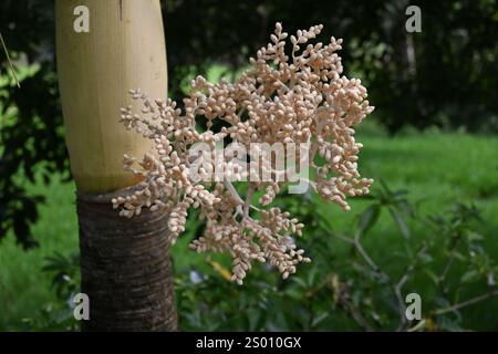 Nahaufnahme der blühenden Blütenknospen einer Manila-Palme (Adonidia merrillii). Diese Zierpalme wird auch als Christmas P bezeichnet Stockfoto