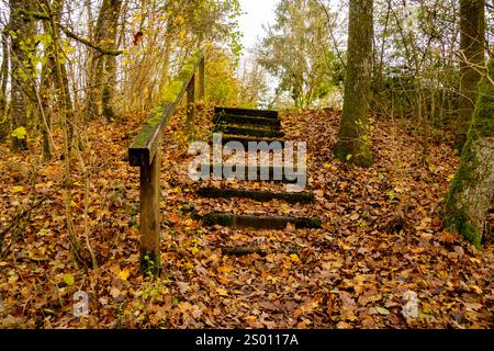 Holztreppen schlängeln sich durch einen dichten Wald, bedeckt mit lebhaften Herbstblättern, die eine ruhige, rustikale Wegszene schaffen. Stockfoto