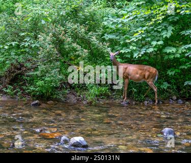 Mitten in der Vegetation steht ein Weibchen des Weissschwanzhirsches vor der Kamera, während er am Rand des Doe River im Roan Mountain State Park, Tennessee, steht. Stockfoto