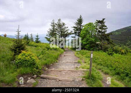 Verstreuung von Fichtenbäumen entlang des Appalachian Trail, Norden, auf Round bald, während er in Richtung Engine Gap absteigt. Enthält einen weißen Schrägstrich. Stockfoto