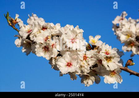 Mandelbäume in Blüte, S' aguila Road, llucmajor, mallorca, balearen Inseln, spanien, europa Stockfoto