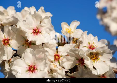 Mandelbäume in Blüte, S' aguila Road, llucmajor, mallorca, balearen Inseln, spanien, europa Stockfoto