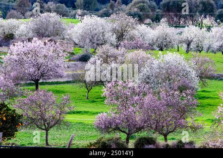 Mandelbäume in Blüte, Anwesen Aubenya, Algaida, Mallorca, Balearen, Spanien, Europa Stockfoto