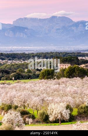 Mandelbäume in Blüte, Anwesen Aubenya, Algaida, Mallorca, Balearen, Spanien, Europa Stockfoto