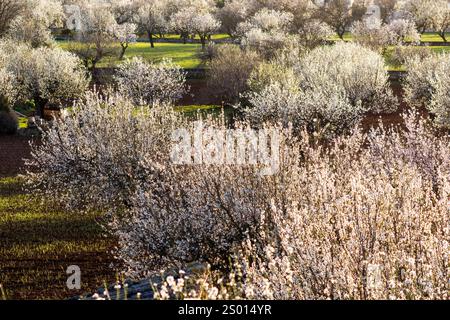 Mandelbäume in Blüte, Anwesen Aubenya, Algaida, Mallorca, Balearen, Spanien, Europa Stockfoto