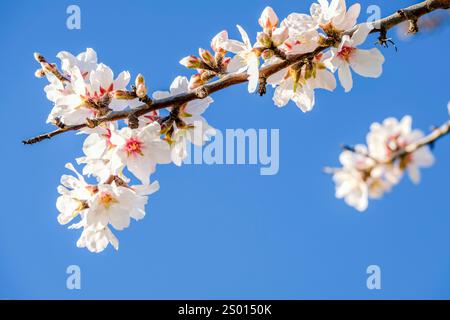 Mandelbäume in Blüte, Anwesen Aubenya, Algaida, Mallorca, Balearen, Spanien, Europa Stockfoto