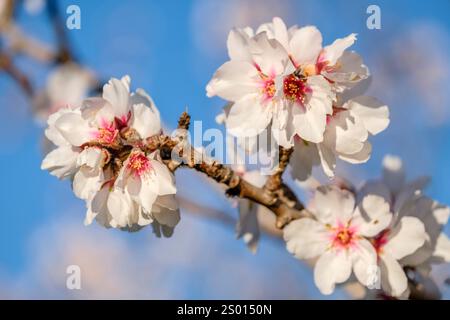 Mandelbäume in Blüte, Anwesen Aubenya, Algaida, Mallorca, Balearen, Spanien, Europa Stockfoto