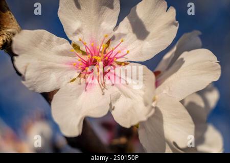 Mandelbäume in Blüte, Anwesen Aubenya, Algaida, Mallorca, Balearen, Spanien, Europa Stockfoto