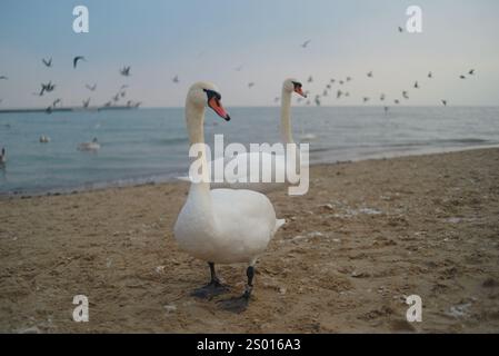 Schwanenpaar, zwei Schwäne am Strand vor Sonnenuntergang im Winter in Sopot, Polen. Hintergrundbild in hoher Bildqualität. Stockfoto