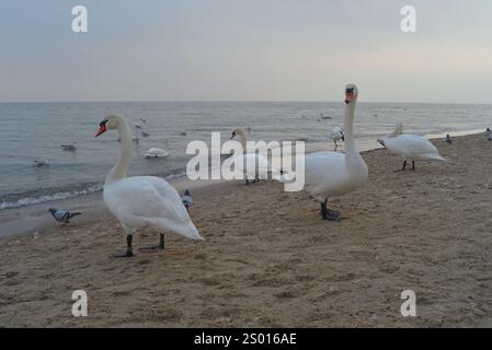 Schwäne am Strand vor Sonnenuntergang im Winter in Sopot, Polen. Stockfoto