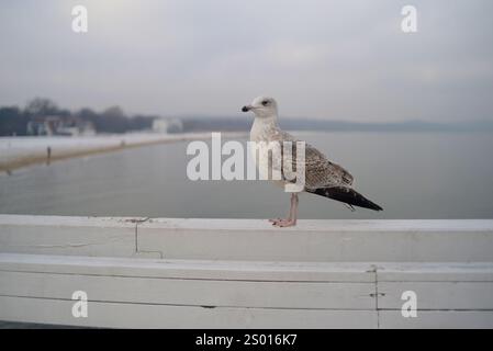 Eine Möwe sitzt auf dem hölzernen Steg-Geländer vor dem Hintergrund einer Winterlandschaft in Sopot, Polen (Molo W Sopocie Jetee de Sopot). Backgrou Stockfoto