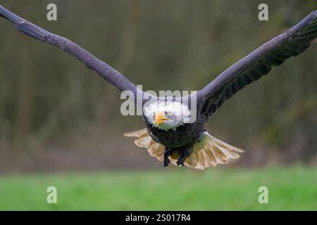 Weißkopfseeadler - Falknerei Stockfoto