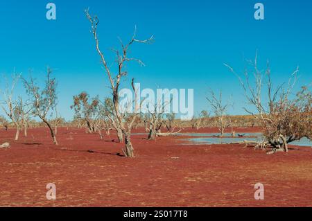 Big Red, Simpson Desert, Birdsville, Australien Stockfoto