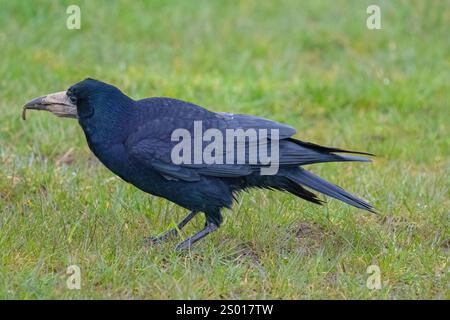 Rook Stockfoto