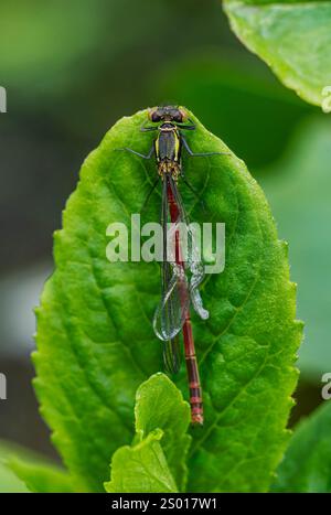 Große rote Damselfly, UK Stockfoto