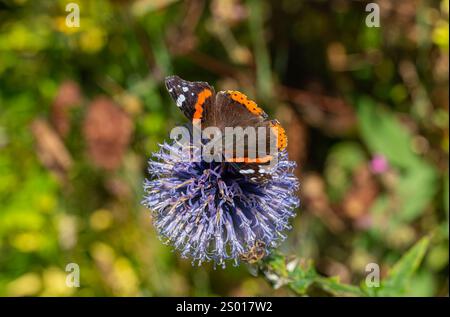 Roter Admiral Schmetterling auf Globus Distel Stockfoto