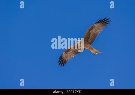 Schwarzer Drachen, Queensland, Australien Stockfoto