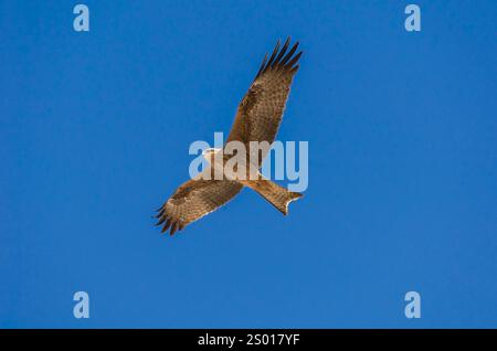 Australischer schwarzer Drachen Stockfoto