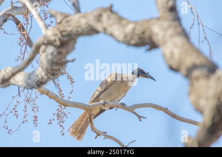 Lauter Flaumvogel, Queensland, Australien Stockfoto