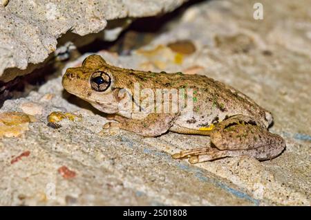 Peron's Tree Frog, auch bekannt als Smaragdfleckiger Baumfrosch, Smaragdfleckiger Baumfrosch, Laching Tree Frog ist ein australischer Frosch Stockfoto