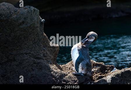 Ein Galapagos-Pinguin (Spheniscus mendiculus), der auf einem Felsvorsprung steht, Bartolome Island, Galapagos Islands Stockfoto