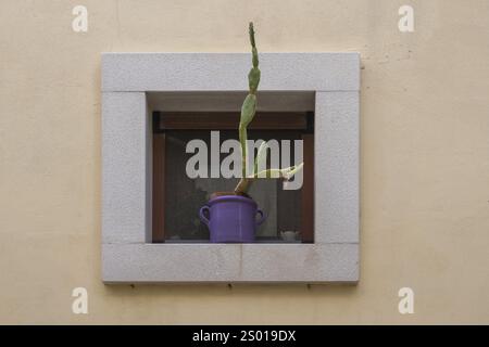 Blumentopf mit einem Kaktus in einem kleinen Fenster, Polignano a Mare, Adria, Apulien, Italien, Europa Stockfoto