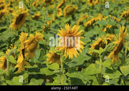 Großes Sonnenblumenfeld mit gelben Blüten in voller Blüte, Polen, Europa Stockfoto