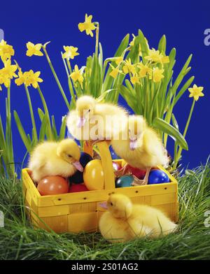 Vier junge Enten vor Blumenschmuck, Korb, Wiese, Osterblumen, Narzissen, Symbolfoto, Ostern, Tiere, Enten, Tierkinder Stockfoto