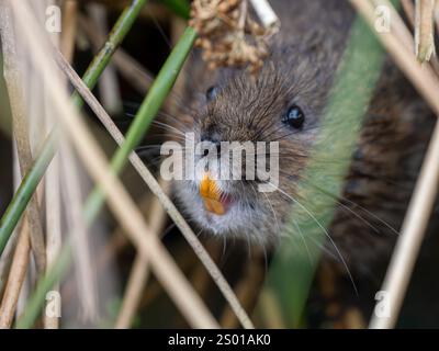 Schermaus Stockfoto