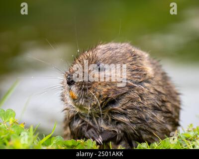 Schermaus Stockfoto