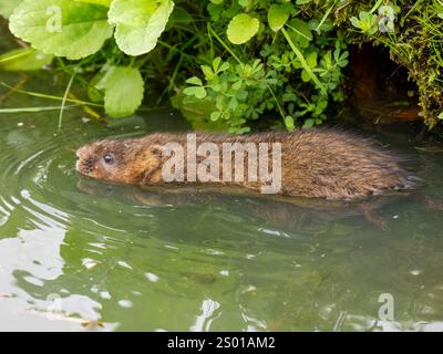 Schermaus Stockfoto