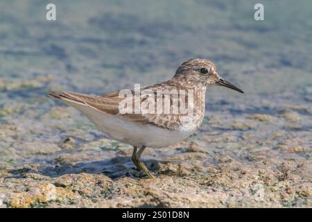 Temminck's Stint, Calidris temminckii, Bulgarien, Europa, 17. August 2010 Stockfoto