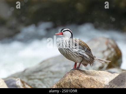 Torrent Ente, Merganetta armata, alleinerwachsener Mann, drake, stehend auf Felsen in der Nähe von Bergbach, Anden, Ecuador, Südamerika Stockfoto