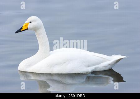 Wulst gesägt, Cygnus cygnus, alleinerwachsener Schwimmer auf Süßwassersee, Norfolk, England, Vereinigtes Königreich Stockfoto