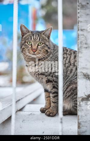 Eine plumpe Straßenkatze mit grünen Augen sitzt hinter einem Zaun und schaut in die Kamera Stockfoto