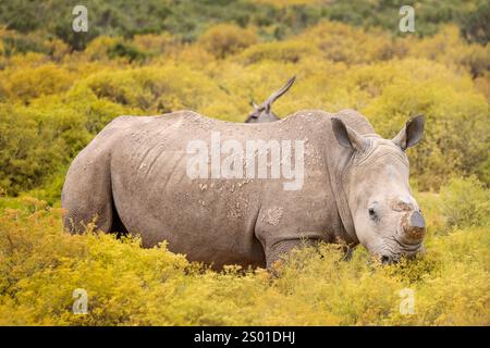 Nahaufnahme von wilden Weißen Nashörnern, die auf gelb grünem afrikanischem Sträucher im Wildreservat in Südafrika grasen. Stockfoto
