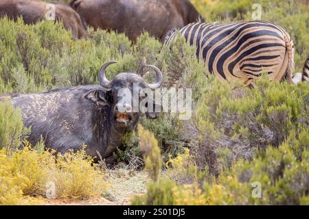 Nahaufnahme eines wütenden wilden Cape Buffalo mit Zebra im Hintergrund im südafrikanischen Wildreservat Stockfoto