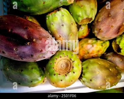 Thunfisch (Opuntia engelmannii) ist eine süße Kaktusfrucht aus der Feigenkrone, die in Peru vielfach verwendet wird Stockfoto